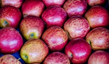 Exportação de frutas cresceu 26% no primeiro trimestre de 2025