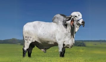 Touro Gir Leiteiro Teórico FIV F. Mutum