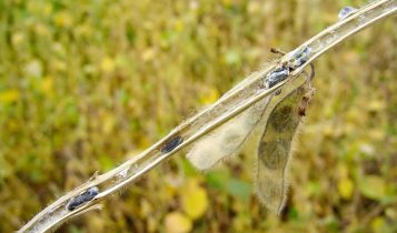 Cientistas desenvolvem técnica sustentável para produção de fungo que controla doenças agrícolas