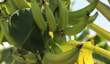Protocolo garante a qualidade genética e sanitária do plátano Pacovan