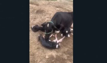 Vaca pare três bezerros de uma só vez em fazenda de Quixeramobim