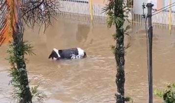 Vídeo: vacas são arrastadas pela correnteza em Angra dos Reis, no RJ