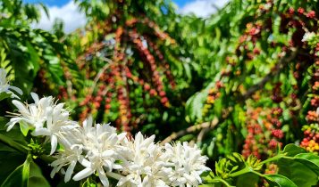 Brasil está a caminho de liderar cultivo global de café robusta, diz Rabobank