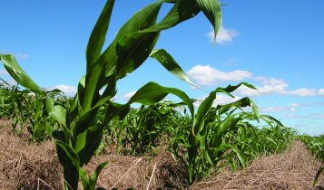 Deral: plantio de milho verão 2025/26 atinge 98% da área no PR