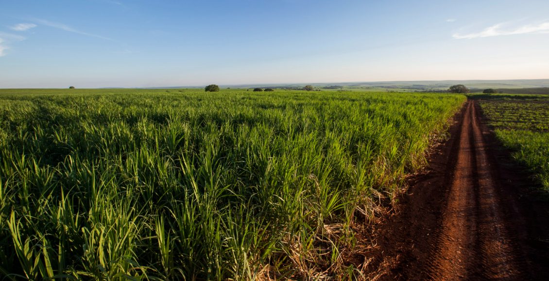 IA auxilia na identificação de mamona, corda-de-viola e mucuna-preta no cultivo de cana-de-açúcar