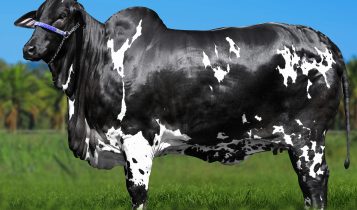 Vaca Ibiza FIV Surreal bate recorde no Nelore Pelagens com R$ 15,2 milhões  
