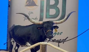 ACC Northstar, matriz Longhorn da Art Ranch, é vendida por R$ 345 mil em leilão histórico