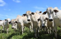 Desmame eficiente requer planejamento para garantir bem-estar dos animais