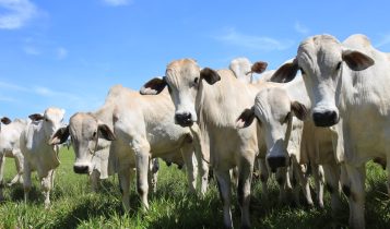 Desmame eficiente requer planejamento para garantir bem-estar dos animais
