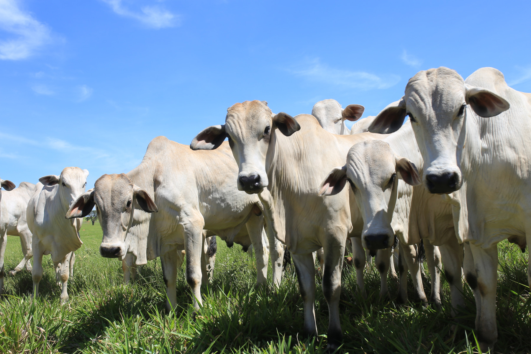 Desmame eficiente requer planejamento para garantir bem-estar dos animais