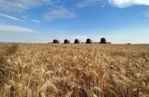 Moagem de trigo no Brasil cresceu 3% em 2024, aponta Abitrigo