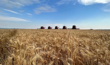 Moagem de trigo no Brasil cresceu 3% em 2024, aponta Abitrigo