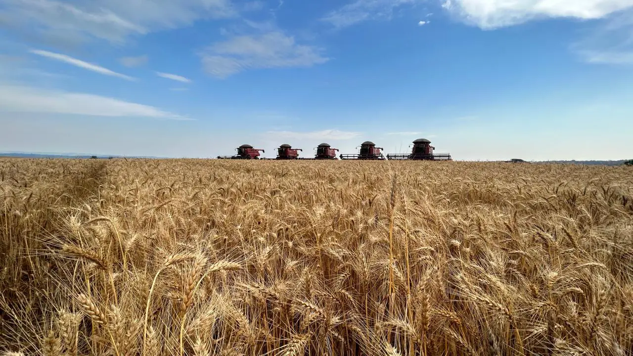 Moagem de trigo no Brasil cresceu 3% em 2024, aponta Abitrigo