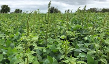 Resistência ao glifosato e fácil disseminação das sementes tornam essencial o uso de estratégias químicas, culturais e preventivas para evitar perdas de produtividade e aumento de custos no campo