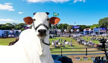 Conheça os Grandes Campeões e Campeãs da 90ª ExpoZebu