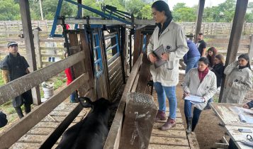 ExpoBrangus começa julgamentos nesta terça-feira