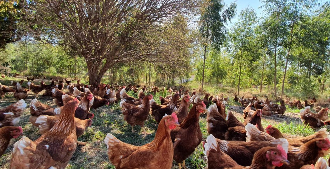 Produção de ovos com galinhas livres ganha força na avicultura brasileira para promover a sustentabilidade e o bem-estar animal