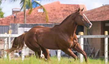 Monte Sião Haras aposta em genética única no Quarto de Milha e anuncia aquisição do Inquestionável Parth