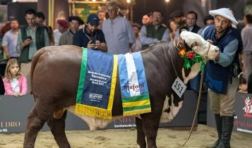 Fazenda de São Gabriel leva Grandes Campeonatos terneiro e terneira argola no 9º Mundial Braford
