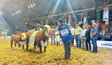 Julgamentos de diversas categorias marcam 18ª Exposição Nacional da Raça Hereford