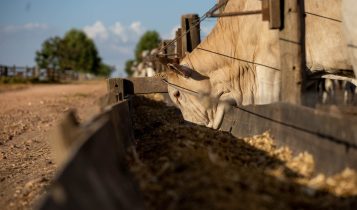 "Passaporte Verde reforça sustentabilidade da carne de MT e mira expansão no mercado internacional", afirma presidente do Imac