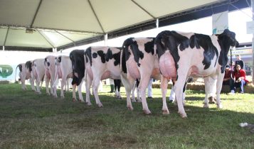 Raça Holandesa terá 149 animais na pista da Fenasul Expoleite 2025