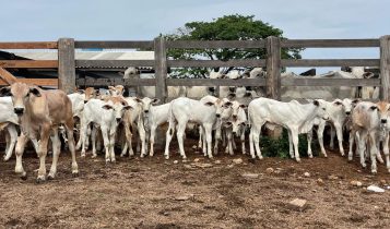 Bezerro supera R$ 13,30/kg em importante praça pecuária; confira