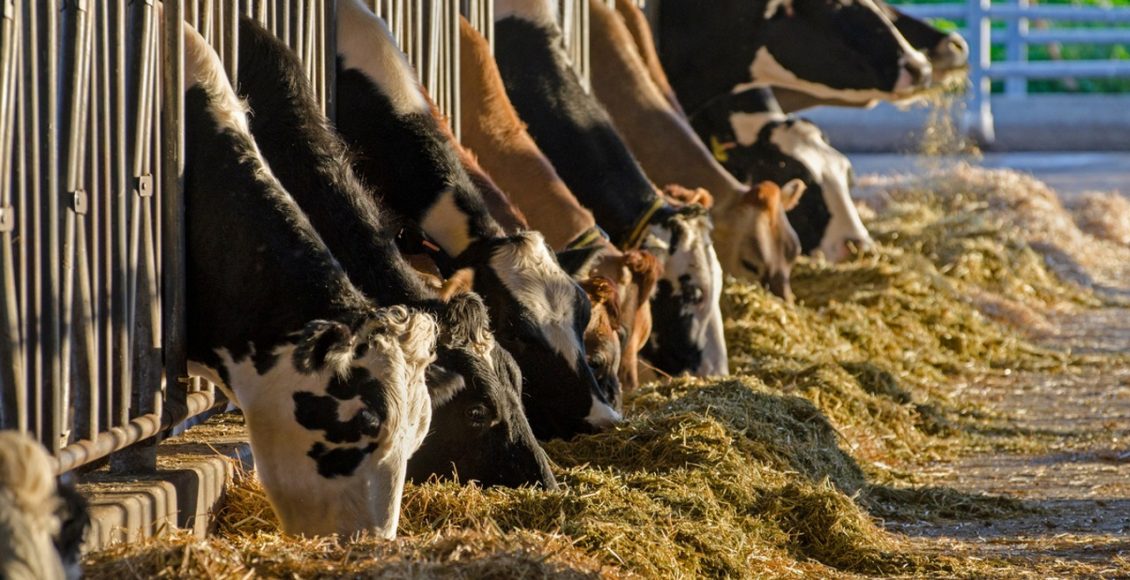 Por que 10 vacas leiteiras podem faturar mais que 50 bois de engorda em 10 alqueires?