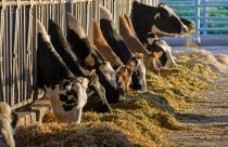 Por que 10 vacas leiteiras podem faturar mais que 50 bois de engorda em 10 alqueires?