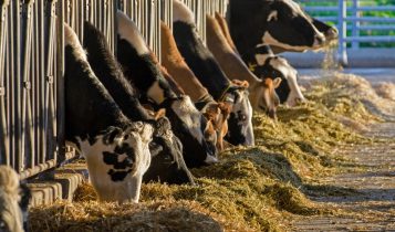 Por que 10 vacas leiteiras podem faturar mais que 50 bois de engorda em 10 alqueires?