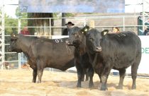 Definidos jurados da segunda Fenagen Promebo