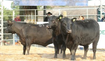 Definidos jurados da segunda Fenagen Promebo