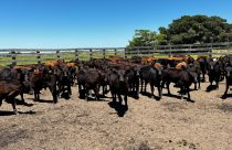 Consultor recomenda os sete pilares da Lavoura de Carne para aprimorar rebanho