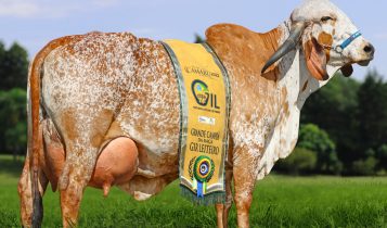 Conheça a vaca Gir Leiteiro mais valorizada do Brasil, avaliada em R$ 3,36 milhões