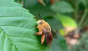 Pesquisa quer catalogar espécies de abelhas em risco de extinção
