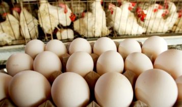Fazenda Speranza e Cooperl se associam à COBEA em prol do bem-estar animal
