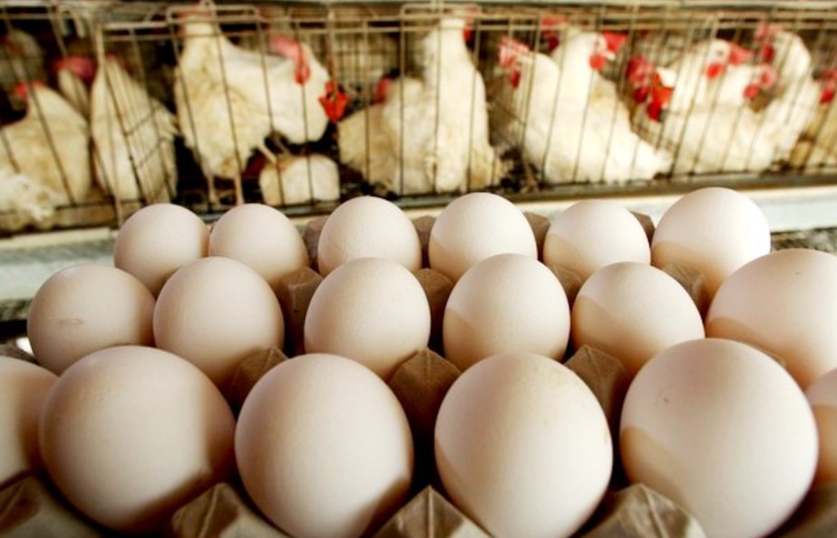 Conflito no Irã ameaça elevar preços de ovos e carnes no Brasil, alertam produtores