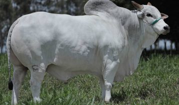 Caxambu FM bate recorde histórico com 44.330 doses de sêmen vendidas em um único dia