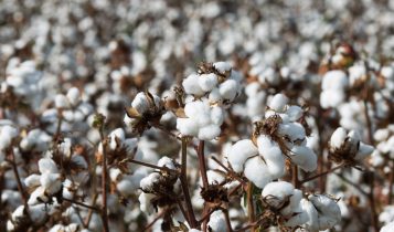 Safra brasileira de algodão 2024/25 cai para 3,85 mi t após perdas na Bahia causadas pelo clima