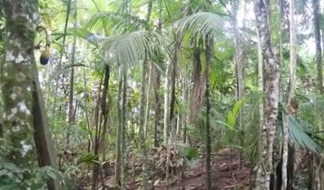 Estudo comprova viabilidade financeira de sistemas agroflorestais no Cerrado