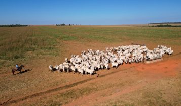 Pecuaristas de Mato Grosso investem na redução do estresse animal para melhorar a qualidade da carne