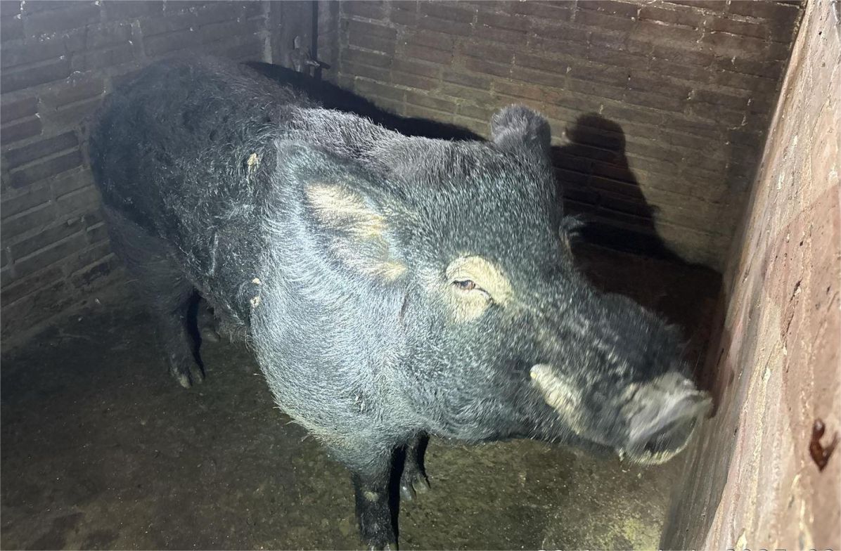 Polícia Ambiental e Cidasc apreendem 29 javaporcos e javalis criados ilegalmente no Oeste