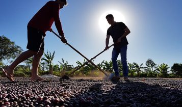 Cafezais das Matas de Rondônia sequestram 2,3 vezes mais carbono do que emitem