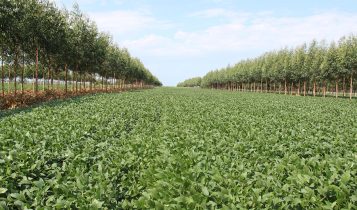 Novo mapa mostra onde há maior potencial para agricultura no Brasil