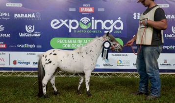 Beleza e genética em miniatura: mini-horses são destaque na Expoingá 2025