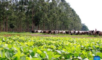 Fazenda de Nova Canaã do Norte vira referência internacional em produção sustentável