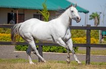 O maior haras do tambor, o maior competidor e o mais valorizado da vaquejada unidos em um só projeto