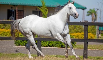 O maior haras do tambor, o maior competidor e o mais valorizado da vaquejada unidos em um só projeto