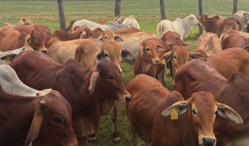 Bezerros F1 Brahman registram media 39 acima do indicador Cepea USP
