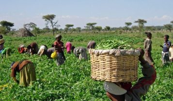 Angola desperta como nova fronteira agrícola e atrai atenção de produtores brasileiros